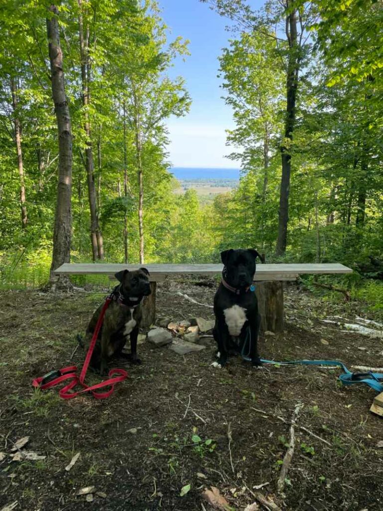 Dog Friendly Lodging Near Erie Pa